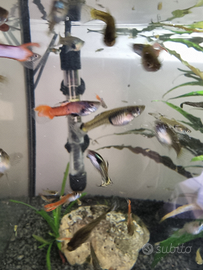 Pesci d'acqua dolce endler guppy