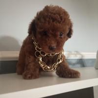 Barboncino Red piccolissima mini