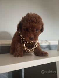 Barboncino Red piccolissima mini