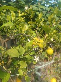 piante di limone
