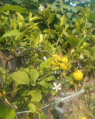 piante di limone