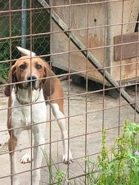 Beagle Harrier