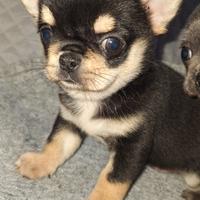 Chihuahua maschietto pelo corto Pedigree enci