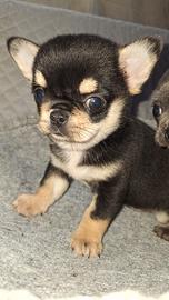 Chihuahua maschietto pelo corto Pedigree enci