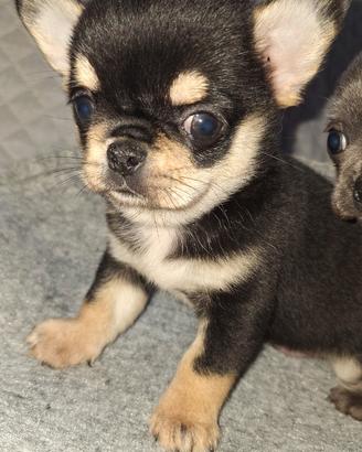 Chihuahua maschietto pelo corto Pedigree enci