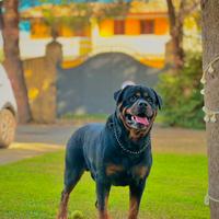 Rottwailer maschio per monta e accoppiamento