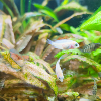 Pesci tropicali 10 ciclidi di Amatitlania nigrofa