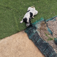 Cuccioli di setter inglesi