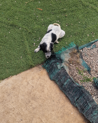 Cuccioli di setter inglesi