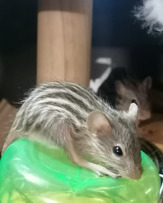 Lemniscomys barbarus(Topo zebrato, topo cinghiale)