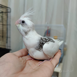 Dolcissimo Pullo di Calopsite FB Perlato Allevato