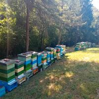 Apicoltore cede famiglie di api