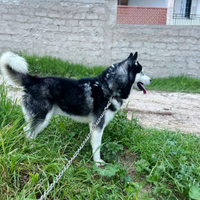 Siberian husky per monta