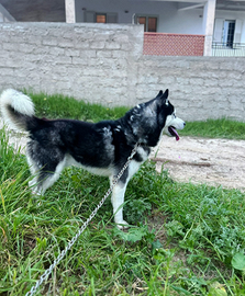 Siberian husky per monta