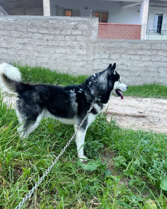 Siberian husky per monta