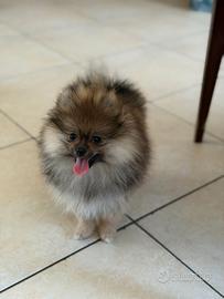 Cucciola spitz tedesco nano pomerania
