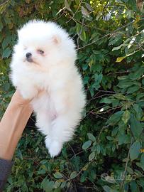 Cuccioli nati in casa Spitz pomerania nano toy