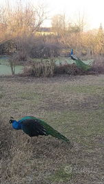 Pavoni allevati liberi