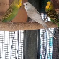 Cocorite molti colori