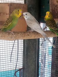 Cocorite molti colori