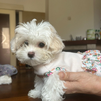 Maltipoo toy