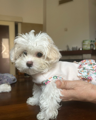 Maltipoo toy