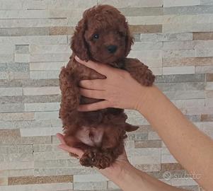 Barboncini con pedigree Enci e test genetici