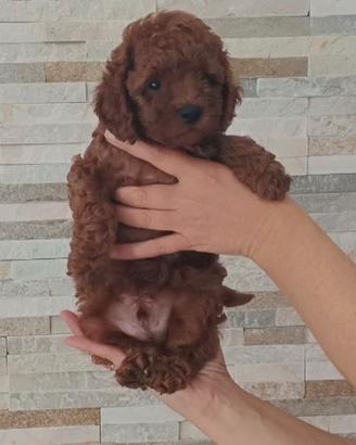 Barboncini con pedigree Enci e test genetici