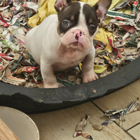 Bulldog francese