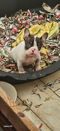 Bulldog francese