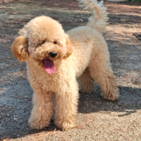 Barboncino per accoppiamento