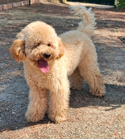 Barboncino per accoppiamento