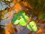 Immagine 1