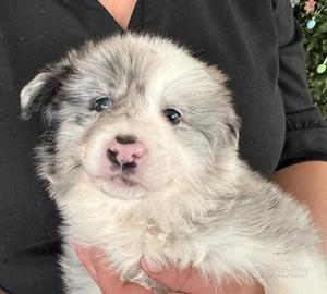 Border collie femmina