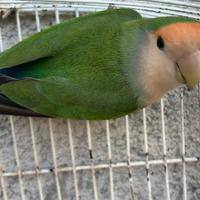 Inseparabile roseicollis MASCHIO