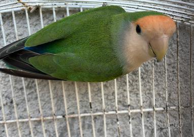 Inseparabile roseicollis MASCHIO