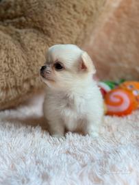 Chihuahua maschio pelo lungo