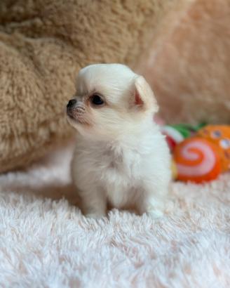 Chihuahua maschio pelo lungo