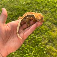 Geco Ciliatus baby tricolor