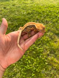 Geco Ciliatus baby tricolor