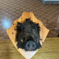 Trofei di caccia tassidermia