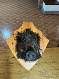 Trofei di caccia tassidermia