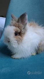 Stupendo angora coniglio nano testa di leone