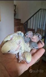 Inseparabili allevati a mano molto dolci