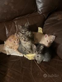 Stupendi cuccioli di gatto tigrati e rossi