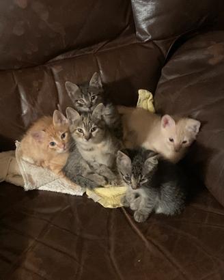 Stupendi cuccioli di gatto tigrati e rossi