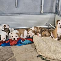 American bulldog cuccioli