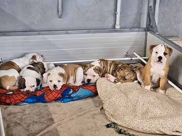 American bulldog cuccioli