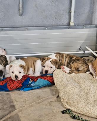 American bulldog cuccioli