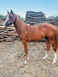 Anglo araba